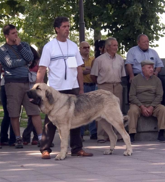 Puppy Class - Monográfica AEPME, Valencia de Don Juan, León 02.09.2006
Keywords: 2006