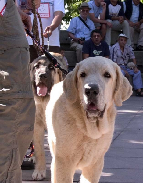 Puppy Class - Monográfica AEPME, Valencia de Don Juan, León 02.09.2006
Keywords: 2006