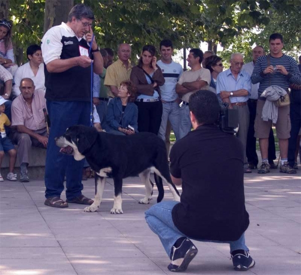 Puppy Class - Monográfica AEPME, Valencia de Don Juan, León 02.09.2006
Keywords: 2006