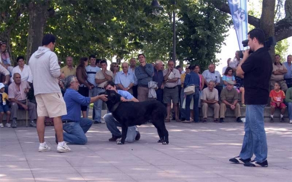 Puppy Class - Monográfica AEPME, Valencia de Don Juan, León 02.09.2006
Keywords: 2006