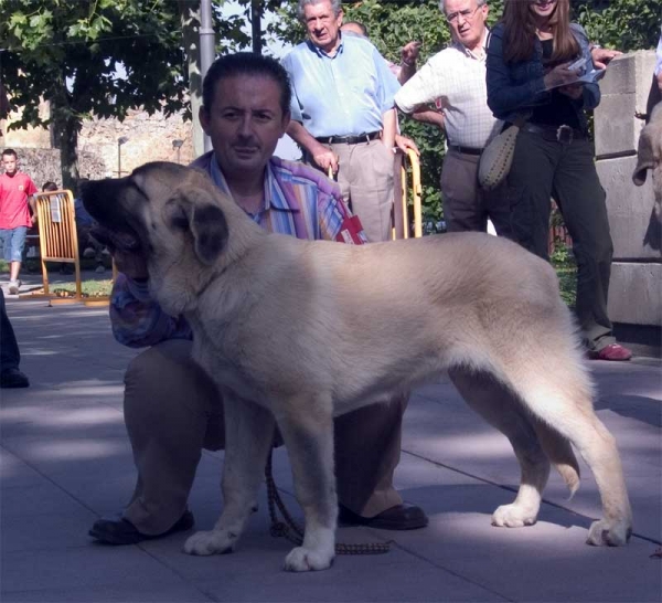 Acebo de Bao la Madera: VG 2 - Puppy Class Males - Monográfica AEPME, Valencia de Don Juan, León 02.09.2006
Ron X Oca de Campollano
Born: 14.04.2006
Keywords: 2006 baolamadera