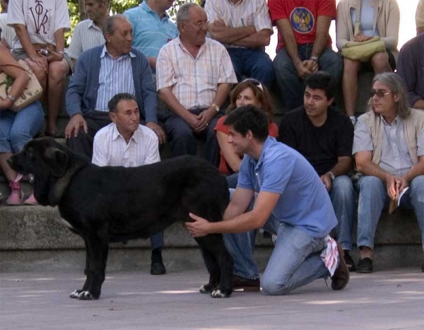 Pas de Torreanaz: VG 1 - Puppy Class Females - Monográfica AEPME, Valencia de Don Juan, León 02.09.2006
Keywords: 2006 torreanaz