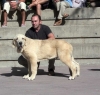 Filename=2673-cachorro-macho.jpg
Filesize=59KiB
Dimensions=800x764
Date added=%582 %28, %2013 2673-cachorro-macho.jpg