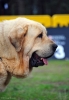 Filename=Cabeza-Nabuco-(2).jpg
Filesize=53KiB
Dimensions=765x1094
Date added=%833 %07, %2013 Cabeza-Nabuco-(2).jpg