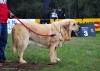 Filename=Nabuco-MP-(2).jpg
Filesize=90KiB
Dimensions=1069x765
Date added=%833 %07, %2013 Nabuco-MP-(2).jpg