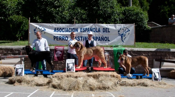 Podio Best Puppy Females - Villablino, León, Spain, 03.07.2013
Keywords: 2013