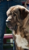 Filename=cabeza-urz_de_filandon.jpg
Filesize=59KiB
Dimensions=563x960
Date added=%712 %30, %2013 cabeza-urz_de_filandon.jpg