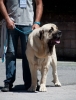 Filename=pluto_de_loredo.jpg
Filesize=76KiB
Dimensions=731x960
Date added=%712 %30, %2013 pluto_de_loredo.jpg