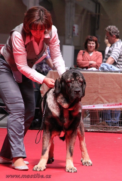 Aes: VG 1 - Intermediate Class Females, World Dog Show Herning, Denmark 27.06.2010
