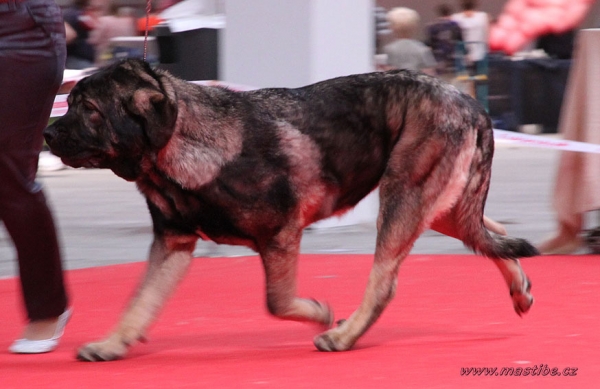 Aes: VG 1 - Intermediate Class Females, World Dog Show Herning, Denmark 27.06.2010
