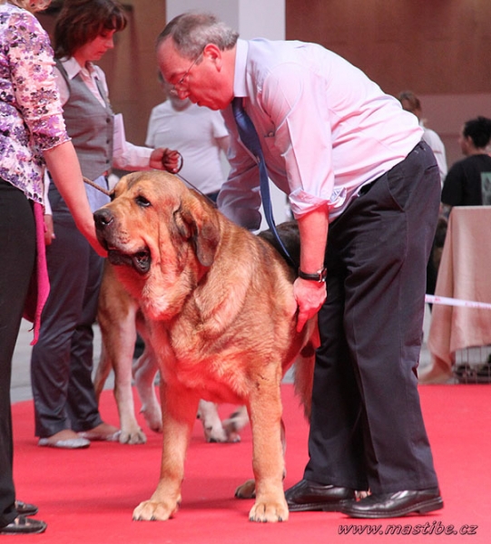 Alano Anuler: EXC 1, BOB, WORLD WINNER  - Intermediate Class Males, World Dog Show Herning 27.06.2010
Keywords: mastibe