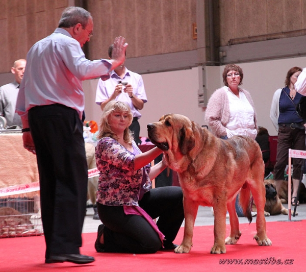 Anuler Alano: EXC 1, BOB, WORLD WINNER - Intermediate Class Males, World Dog Show Herning 27.06.2010
Keywords: mastibe