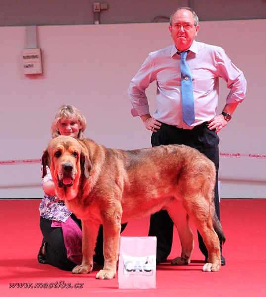 Anuler Alano: EXC 1, BOB, WORLD WINNER - Intermediate Class Males, World Dog Show Herning 27.06.2010
Keywords: mastibe
