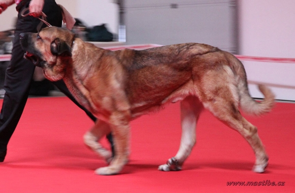 Tempelkrogen Amos: EXC 3  - Intermediate Class Males, World Dog Show Herning, Denmark 27.06.2010
