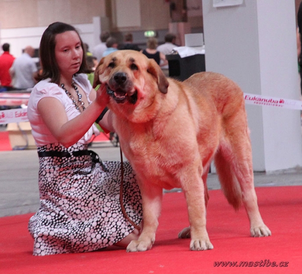 Anabel: EXC 2 - Champion Class Females, World Dog Show Herning, Denmark 27.06.2010
