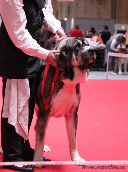 Aguiles: EXC 1 - Junior Class Males, World Dog Show Herning, Denmark 27.06.2010
