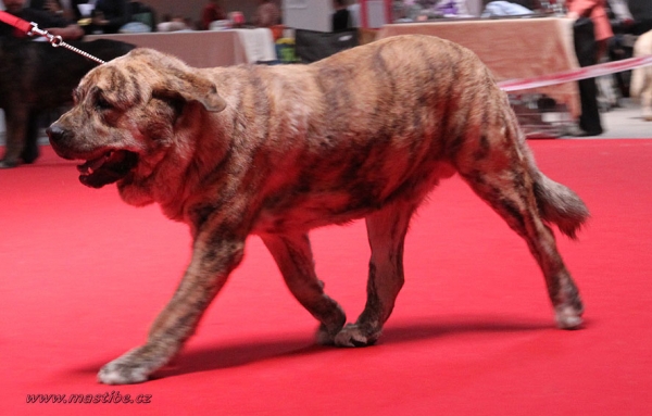 Bono s Madridskogo Dvora: EXC 2 - Open Class Males, World Dog Show Herning, Denmark 27.06.2010
