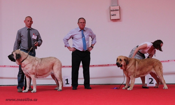 Gina Tornado Erben: EXC 1, World Winner & Anabel: EXC 2 -  Champiom Class Females, World Dog Show Herning, Denmark 27.06.2010 
