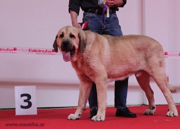 Charley z Kraje Sokolu:  EXC 3 - Open Class Males, World Dog Show Herning, Denmark 27.06.2010
Keywords: teamlux