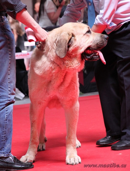 Charley z Kraje Sokolu:  EXC 3 - Open Class Males, World Dog Show Herning, Denmark 27.06.2010
Keywords: teamlux