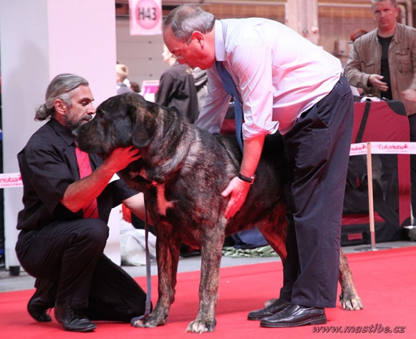 Dark Angel de la Montée du Col: EXC 1 - Open Class Males, World Dog Show Herning, Denmark 27.06.2010
