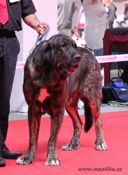 Dark Angel de la Montée du Col: EC 1 - Open Class Males, World Dog Show Herning, Denmark 27.06.2010
