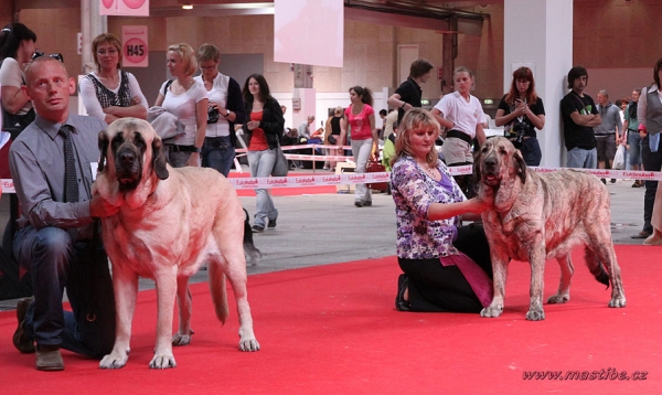 Cacib Females: Gina Tornado Erben: EXC 1 (Champion Class Females) & Jenny Mastibe: EXC 1 ( Open Class Females) - World Dog Show Herning, Denmark 27.06.2010 
