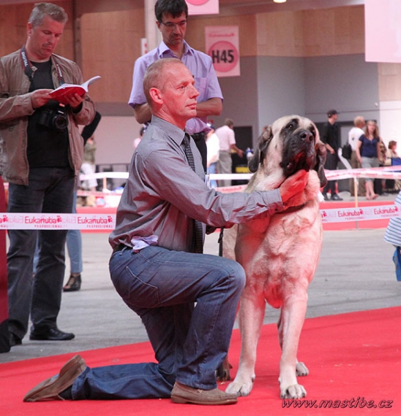 Gina Tornado Erben: EXC 1 - Champion Class Females, World Winner, World Dog Show Herning, Denmark 27.06.2010
Keywords: malm