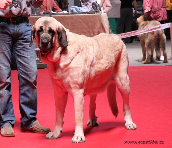 Gina Tornado Erben: EXC 1 - Champion Class Females, World Winner, World Dog Show Herning, Denmark 27.06.2010
Keywords: malm