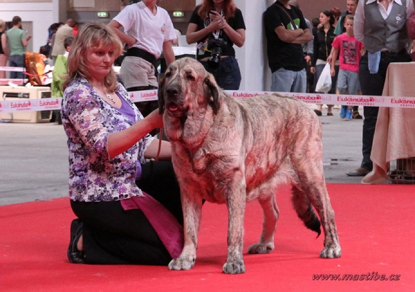 Alano Anuler: EXC 1, BOB, WORLD WINNER  - Intermediate Class Males, World Dog Show Herning 27.06.2010
Keywords: mastibe