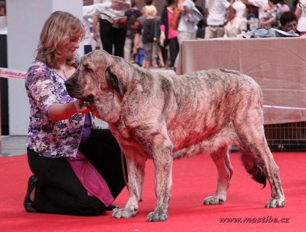 Jenny Mastibe: EXC 1, - Open Class Females, World Dog Show Herning 27.06.2010
Keywords: mastibe