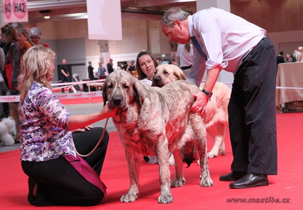 Jenny Mastibe: EXC 1 - Open Class Females, World Dog Show Herning, Denmark 27.06.2010
Keywords: mastibe