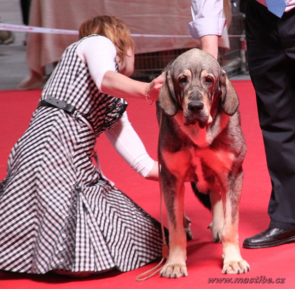 Triana Tornado Erben: VG Junior Class Females, World Dog Show Herning, Denmark 27.06.2010
