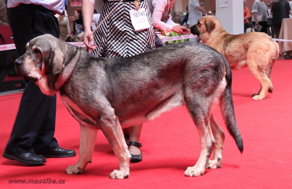 Triana Tornado Erben: VG Junior Class Females, World Dog Show Herning, Denmark 27.06.2010
