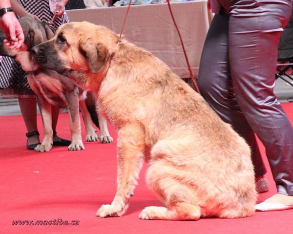 Ursa ? World Dog Show Herning, Denmark 27.06.2010
