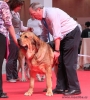 Filename=denmark-alano,.jpg
Filesize=122KiB
Dimensions=601x666
Date added=%798 %30, %2010 denmark-alano,.jpg
