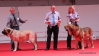 Filename=denmark-world_winners.jpg
Filesize=139KiB
Dimensions=980x553
Date added=%798 %30, %2010 denmark-world_winners.jpg