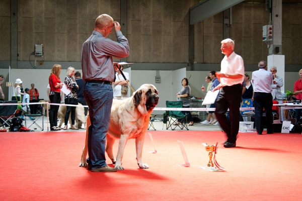 Gina Tornado Erben: EXC 1, CACIB, World Winner Female, World Dog Show, Herning, Denmark - 27.06.2010
(Denis Tornado Erben x Jch. Salma de Cueto Negro)
Born: 20.05.2005
Breeder: Lenka Erbenova
Owner: Søren Malm


Keywords: malm