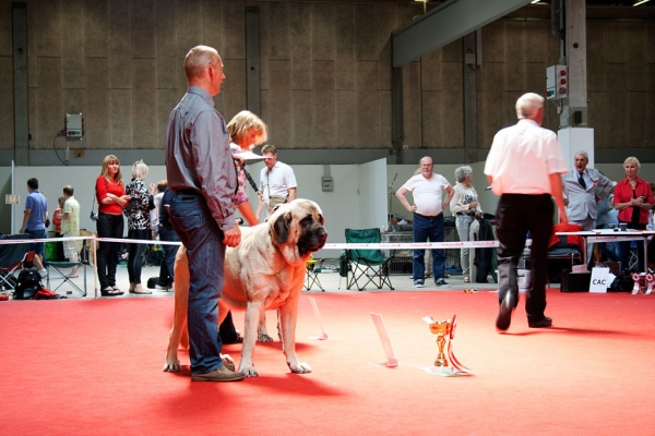 Gina Tornado Erben: EXC 1, CACIB, World Winner Female, World Dog Show, Herning, Denmark - 27.06.2010
(Denis Tornado Erben x Jch. Salma de Cueto Negro)
Born: 20.05.2005
Breeder: Lenka Erbenova
Owner: Søren Malm


Keywords: malm