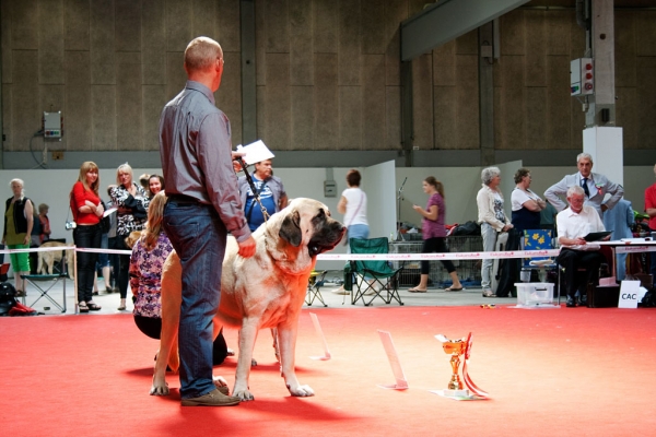 Gina Tornado Erben: EXC 1, CACIB, World Winner Female, World Dog Show, Herning, Denmark - 27.06.2010
(Denis Tornado Erben x Jch. Salma de Cueto Negro)
Born: 20.05.2005
Breeder: Lenka Erbenova
Owner: Søren Malm


Keywords: malm