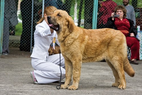 Barco s Madridskogo Dvora 8 months 
(Neron fe Filandon x Hessi Mastibe)
Keywords: kazakhstan