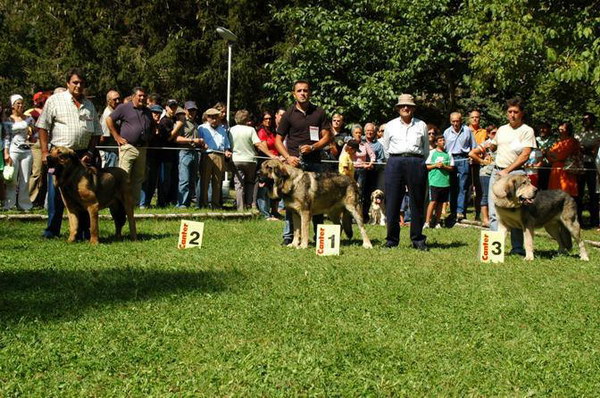 Ringo de Reciecho: 1º Clase Intermedia machos - Concurso de Barrios de Luna  2006?.
Keywords: 2006 ? piscardos