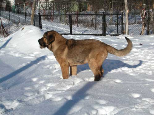 Avalon Lu Dareva (Harry)
Keywords: snow nieve puppy cachorro