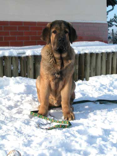 Avalon Lu Dareva (Harry)
Keywords: snow nieve puppy cachorro