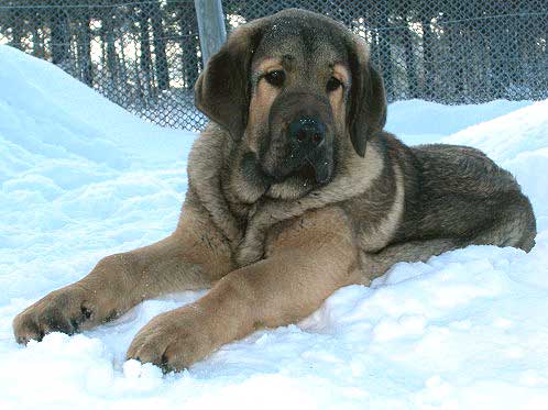 Avalon Lu Dareva (Harry)
Keywords: snow nieve puppy cachorro