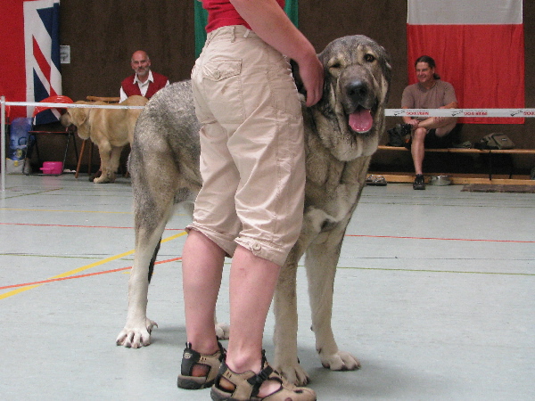 Branca des Gardiens d´Eckmuhl:  EXC 1, CAC VDH - Open Class Females, Club Show, CfM, Bensheim, Germany - 02.08.2008
Keywords: 2008