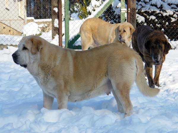 AYLEN z Kraje Sokolu 9,5 years (brindle) + daughter CLEA z Kraje Sokolu 7 years + granddaughter GIA z Kraje Sokolu 2,5 years
Aylen: (Ch. Ivoire Oursons du Gabizos x Ich., Ch. Diana Fi-It) - Born: 01.07.1999
Clea: (Charly de Valdejera x Ch. Aylen z Kraje Sokolu) - Born: 21.12.2001
Gia: (Ich. Sultán x Ch. Clea z Kraje Sokolu) - Born: 10.06.2006
Keywords: snow nieve sokol