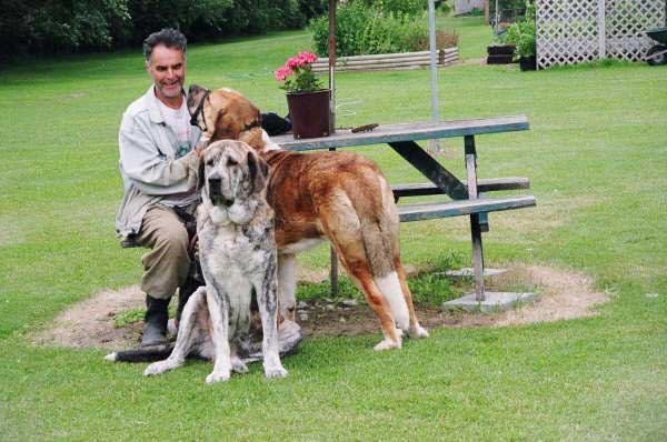 Renaissance Meca Del Guayaco & Pooka Von Haus Vom Steraldted
(Charmeus Von Haus Vom Steraldted x Duarte Von Haus Vom Steraldted) 
(Basto Del Grande Creta Lago x Kamp Felice-Goya Von Haus Vom Steraldted)  
 
  

