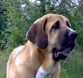 Becky z Netluckych Pastvin - 7 month
(Ramonet x Conchitta Tornado Erben) 
Keywords: head portrait cabeza satu