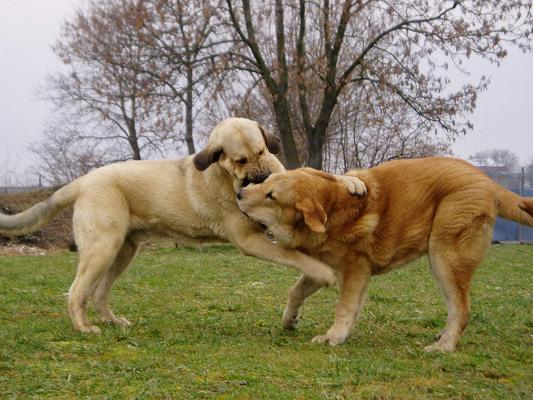 Ramonet 10months and Jorgito Tornado Erben 7months
Keywords: tornado